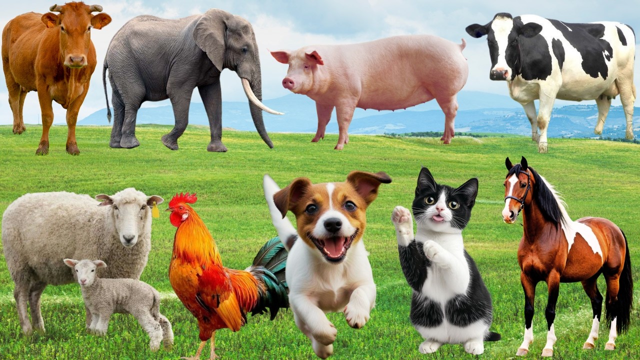 🌿 “Sân Khấu Yêu Thương” Giữa Đồng Quê – Chó, Mèo, Heo & Gà Cất Lên Giai Điệu Vui  | FarmAnimals 🐶🐱🦆🐓