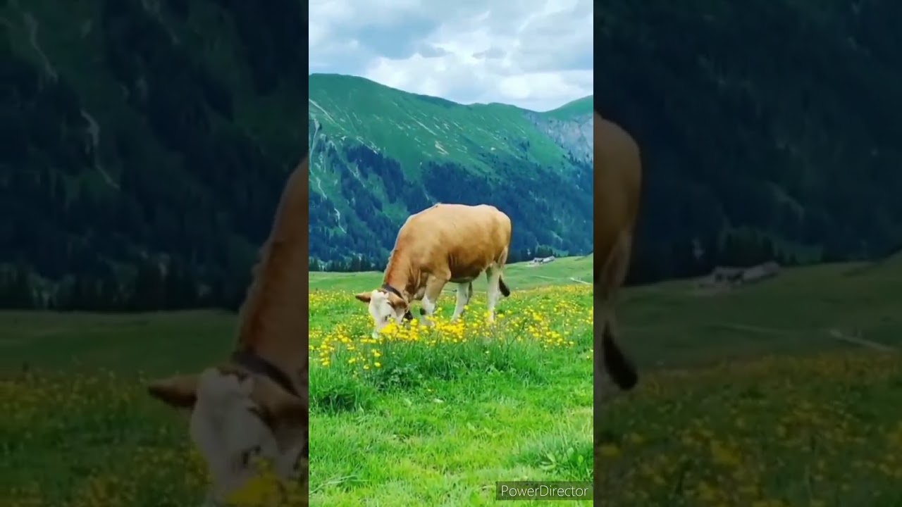 وسواس خروج الأطفال من الحمام