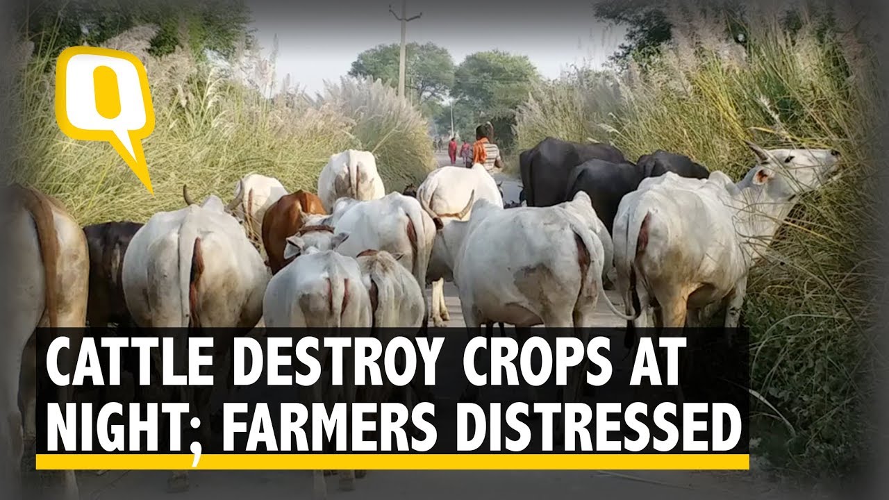 UP Farmers Distressed, How to Save Their Crops from Cattle Horror? | The Quint