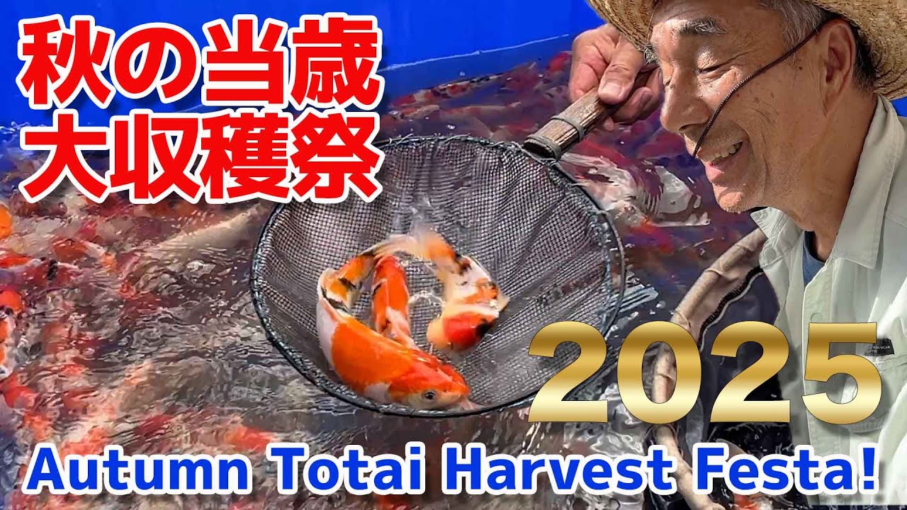 【錦鯉】当歳最終選別  Tosai Harvest  2025【Koi】