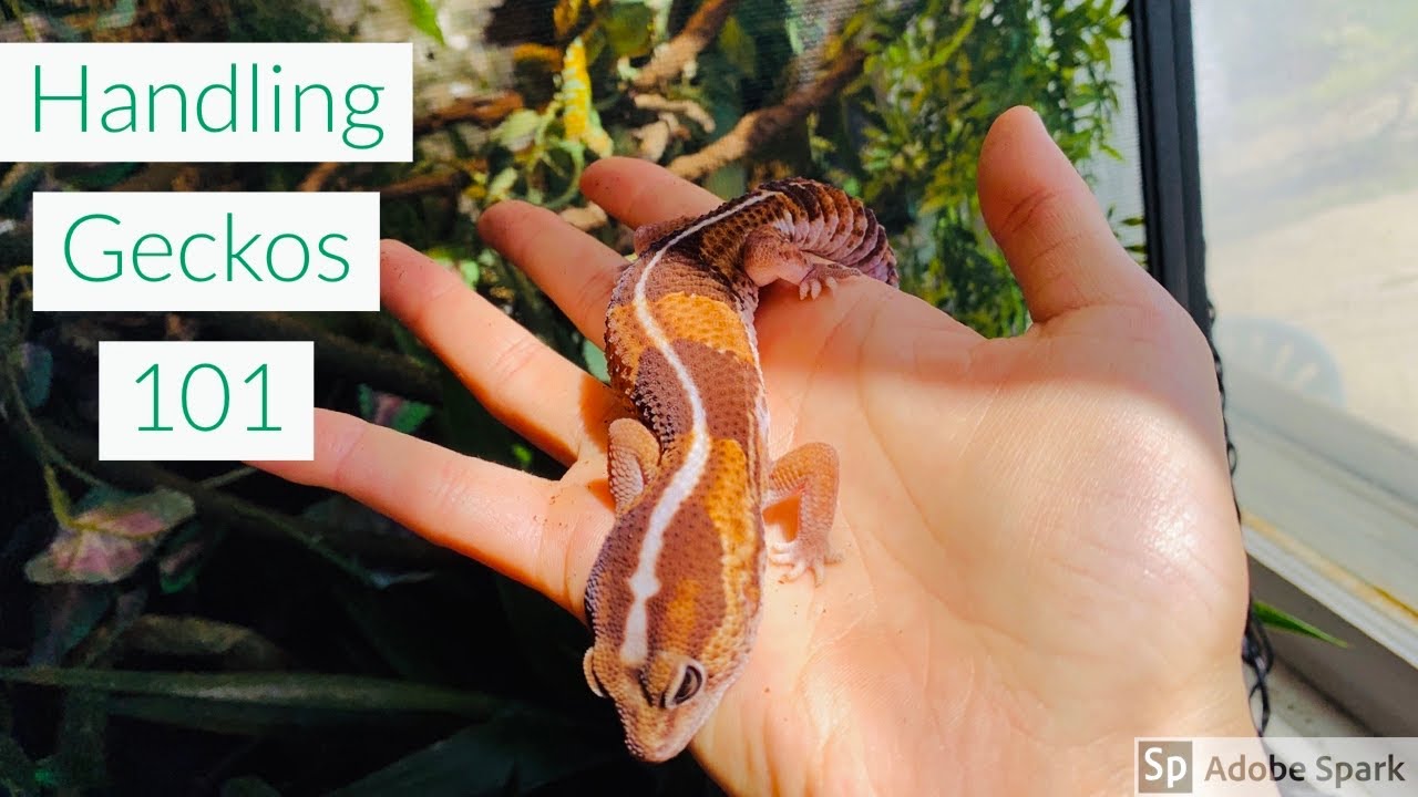 How To Handle Geckos + Meet All My Geckos
