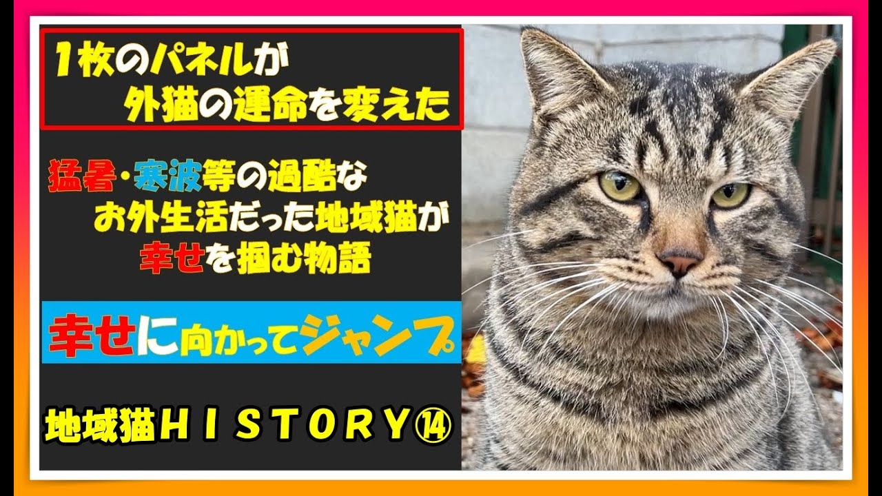 【幸せに向かってジャンプ】１枚のパネルが過酷なお外生活を送る猫😺の運命を変えた。臆病で人慣れしていなかった猫が、地域猫ボランティアのお世話により少しづつ触れるように..そして運命の出会いが　#cat