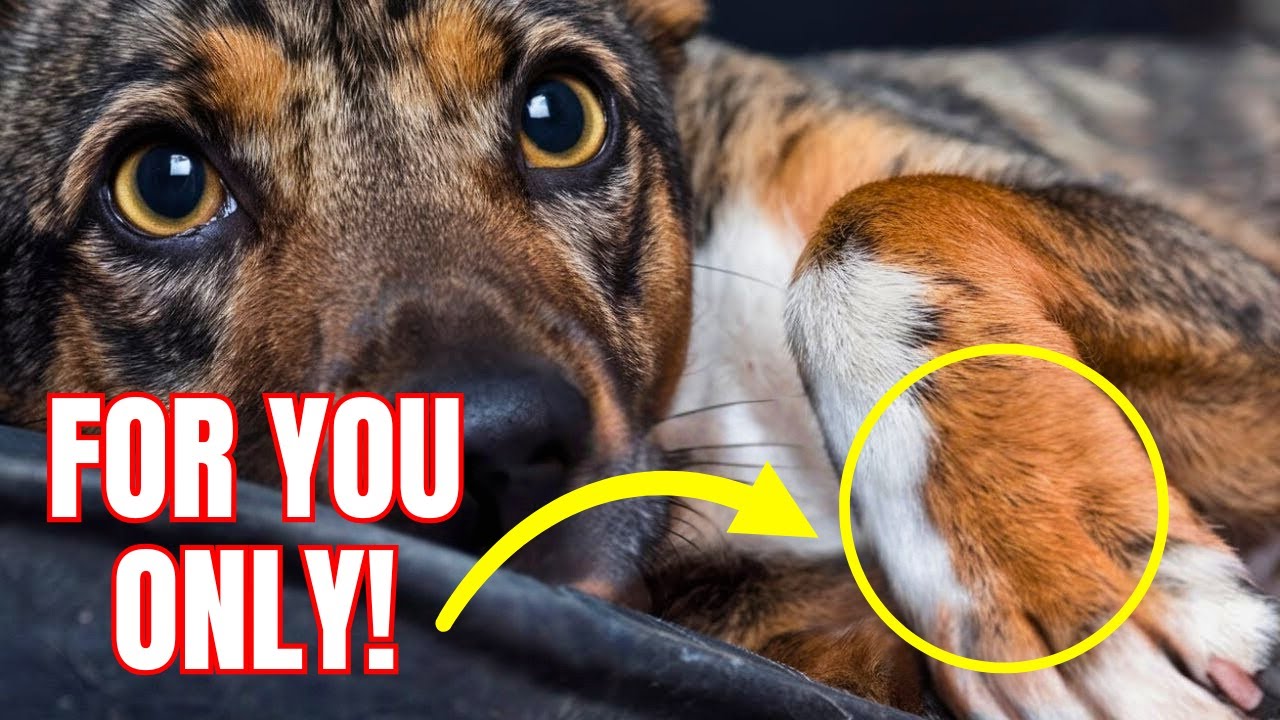 7 вещей, которые собаки делают ТОЛЬКО для своих любимых людей
