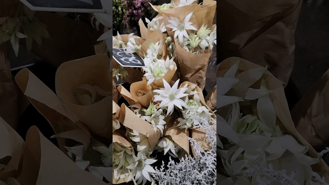 A day at the sydney flower market #flower #flowerbouquet #floral #blooms #sydneyflorist #fyp