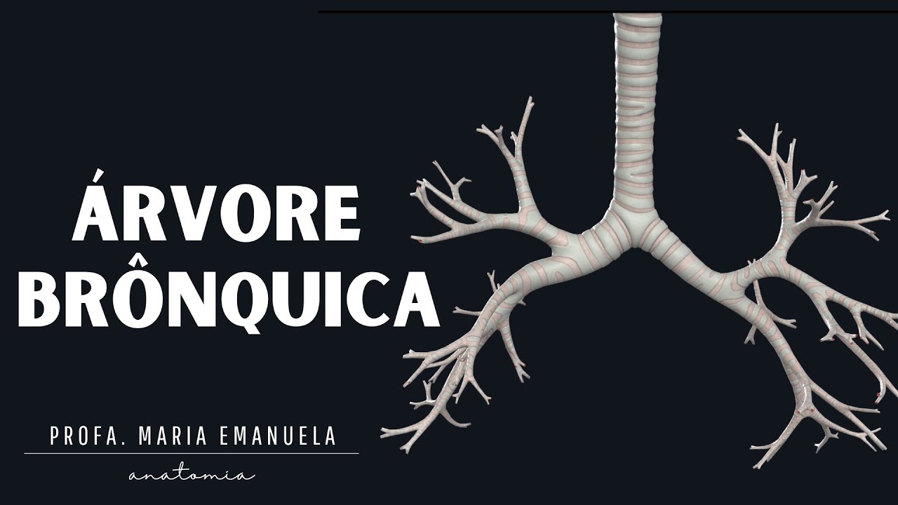 Laboratório virtual de Anatomia: Árvore brônquica