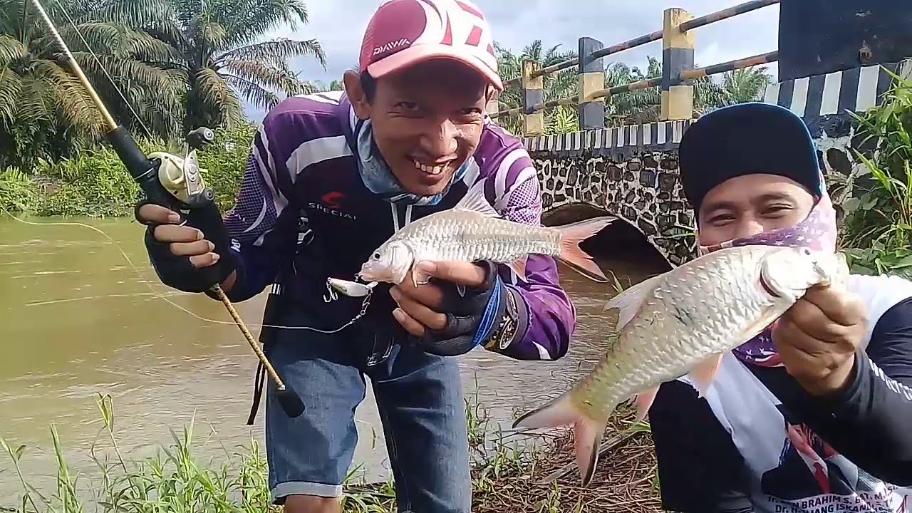 casting hampala di bawah jembatan #FLIPBOY 50S