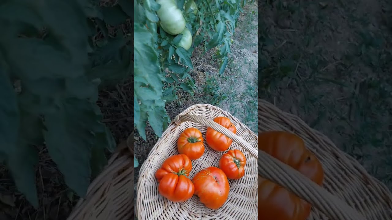 Jabučar Mile za sjeme