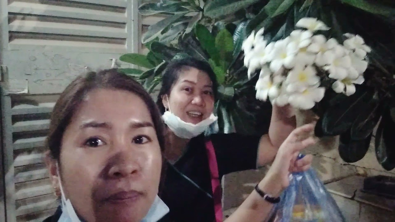 Nakaw malunggay for free