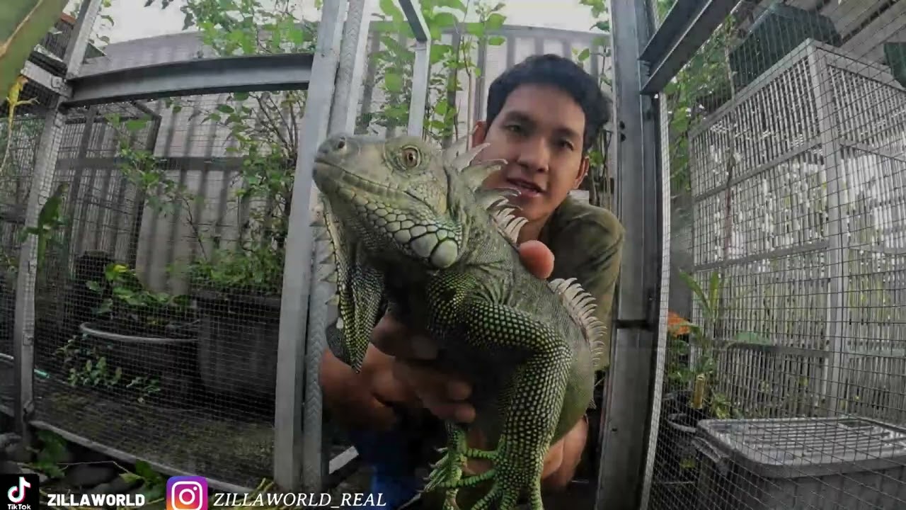MINDAHIN TOBAGO GREEN IGUANA!
