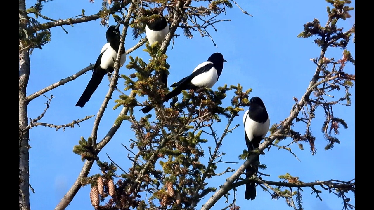 Straka obecná, Eurasian Magpie, Elster, Ekster, Сорока, Pie bavarde, Sroka zwyczajna,