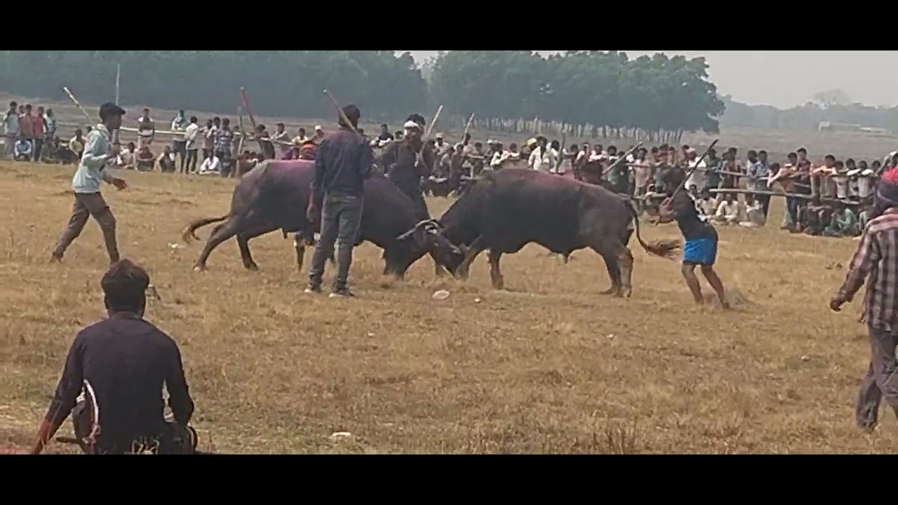সরবেড়িয়া 2 নাম্বার কাড়া লড়াই প্রথম পর্ব 