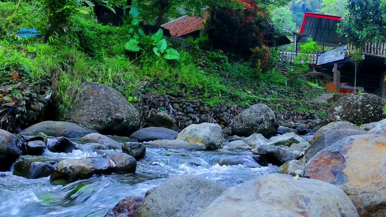 Relaxing River Sounds & Birds ASMR for  Relaxation 🌊🐦