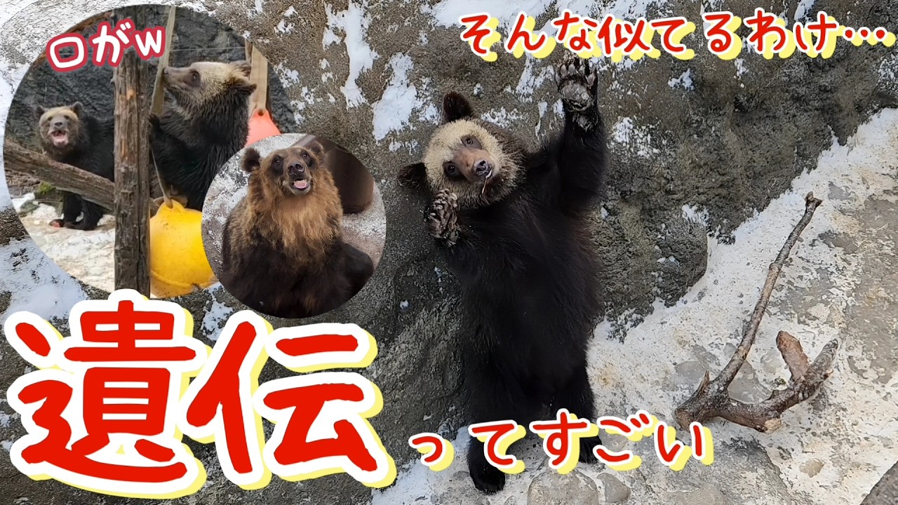 笑っちゃダメだよ🤭そんなに似てるわけ……【のぼりべつクマ牧場】