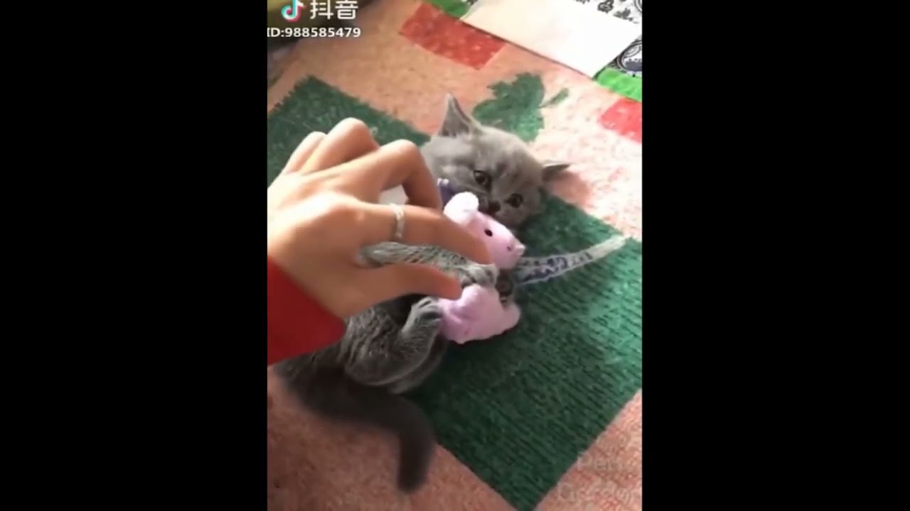 GATO FOFO SEGURANDO SEU URSO DE PELUCIA - GATO ENGRA&Ccedil;ADO - #Shorts