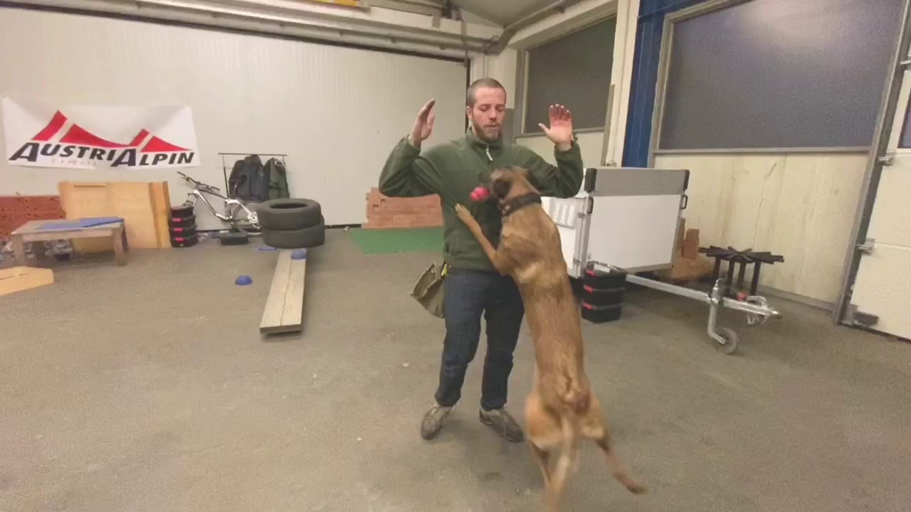 Scent Detection Training and some Basics