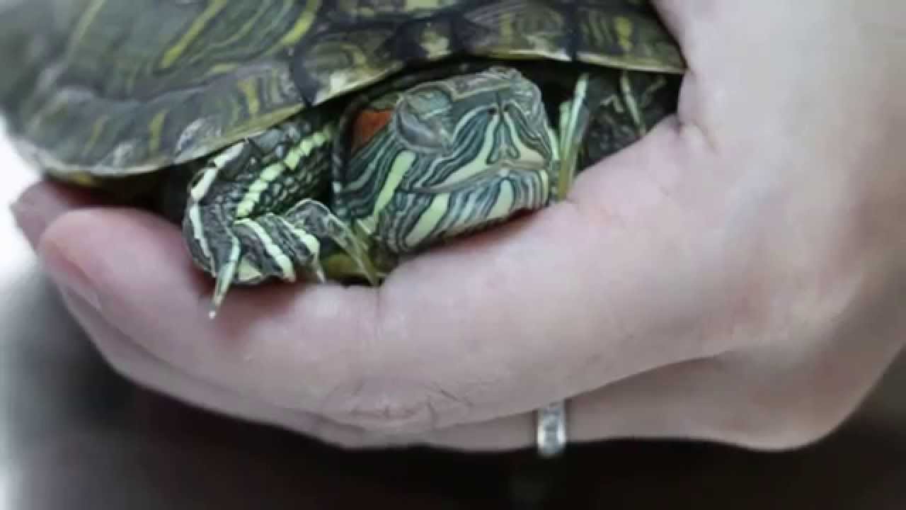 A young terrapin had wheezing sounds