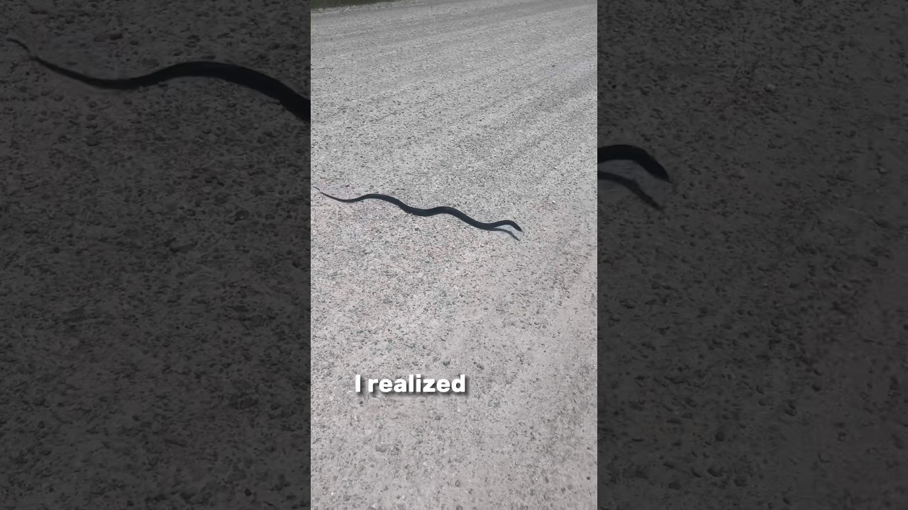 Is it a stick or snake?