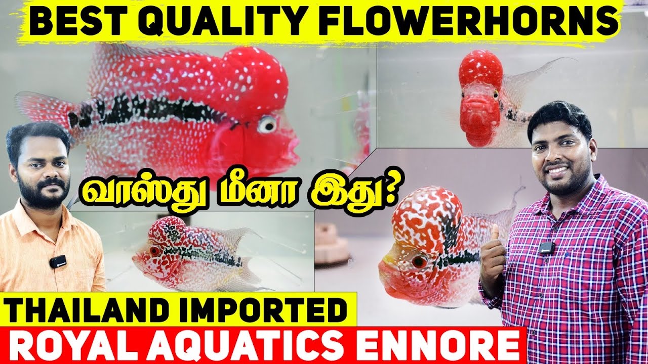 Best Quality Flowerhorn Fish Farm In Chennai | Royal Aquatics |Rare Exotic Fish Farm | Muralis Vlog