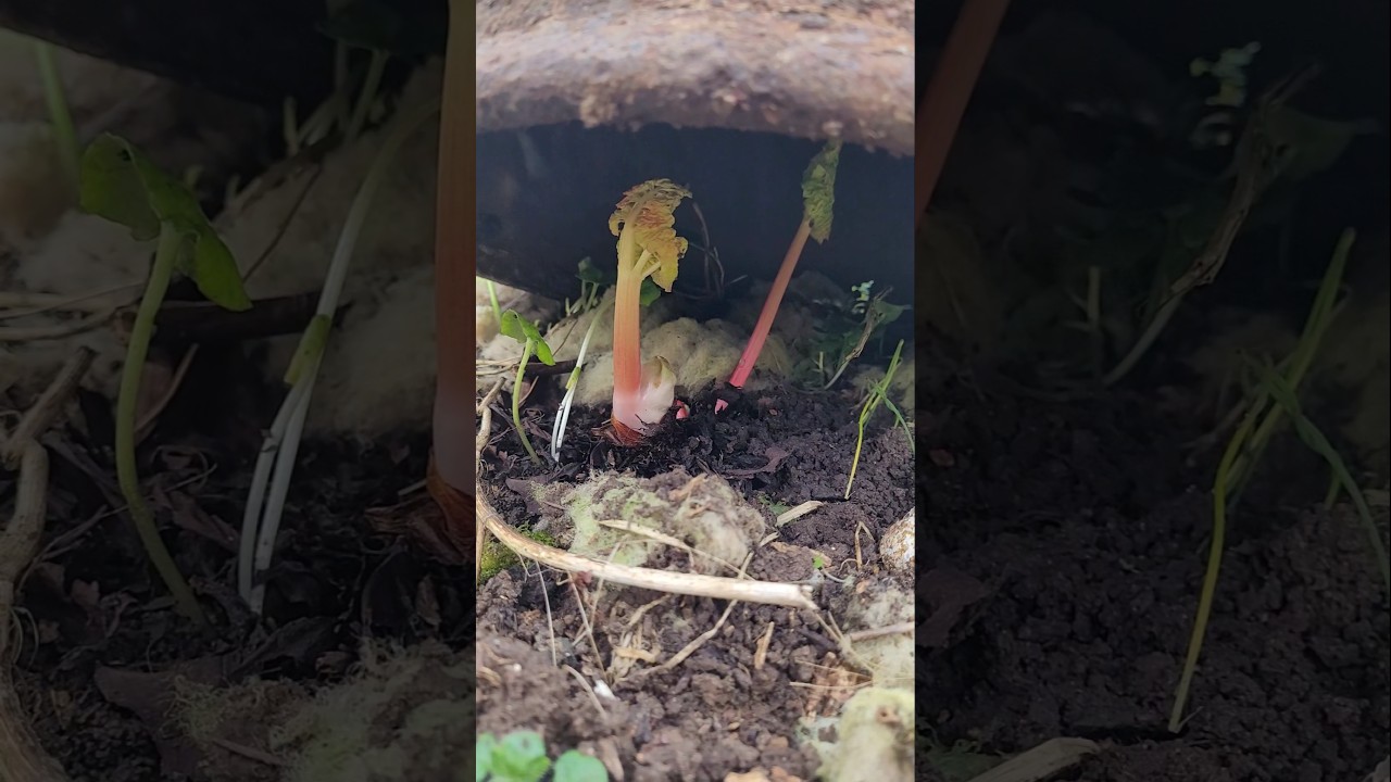 Je force mes rhubarbes ! Avez-vous d&eacute;j&agrave; test&eacute; ? #jardin #potager #culture #rhubarbe