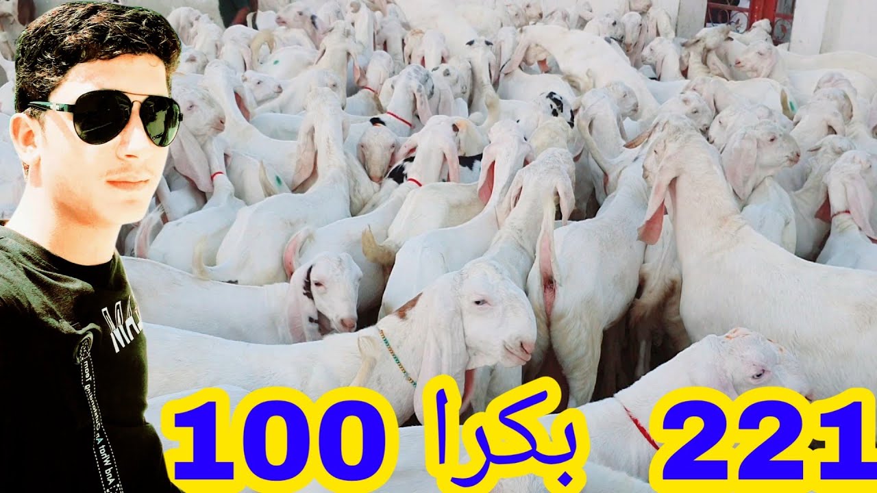 ٹوٹل 100 بکرا نوید گوٹ فارم پر موجود ہے اور راجن پوری گلابی راجن پوری بکری چاہیے تو رابطہ کریں ایک س