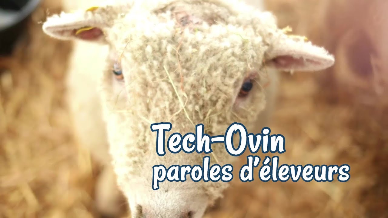 Tech Ovin 2017 - Paroles d'éleveurs (2ème épisode)