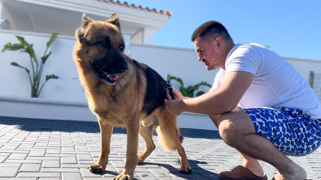 My GERMAN SHEPHERD's Emotional Grooming Routine: Talking and Crying!