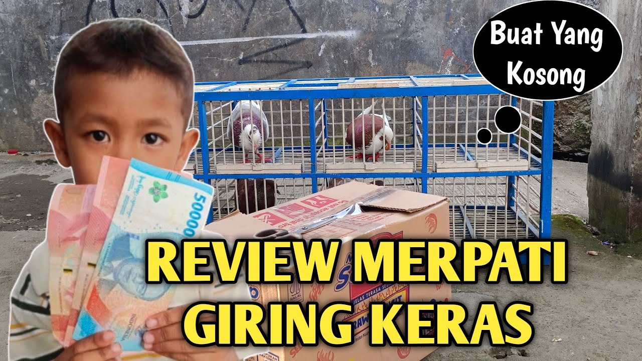 MERPATI PLONTANG GIRING 210K