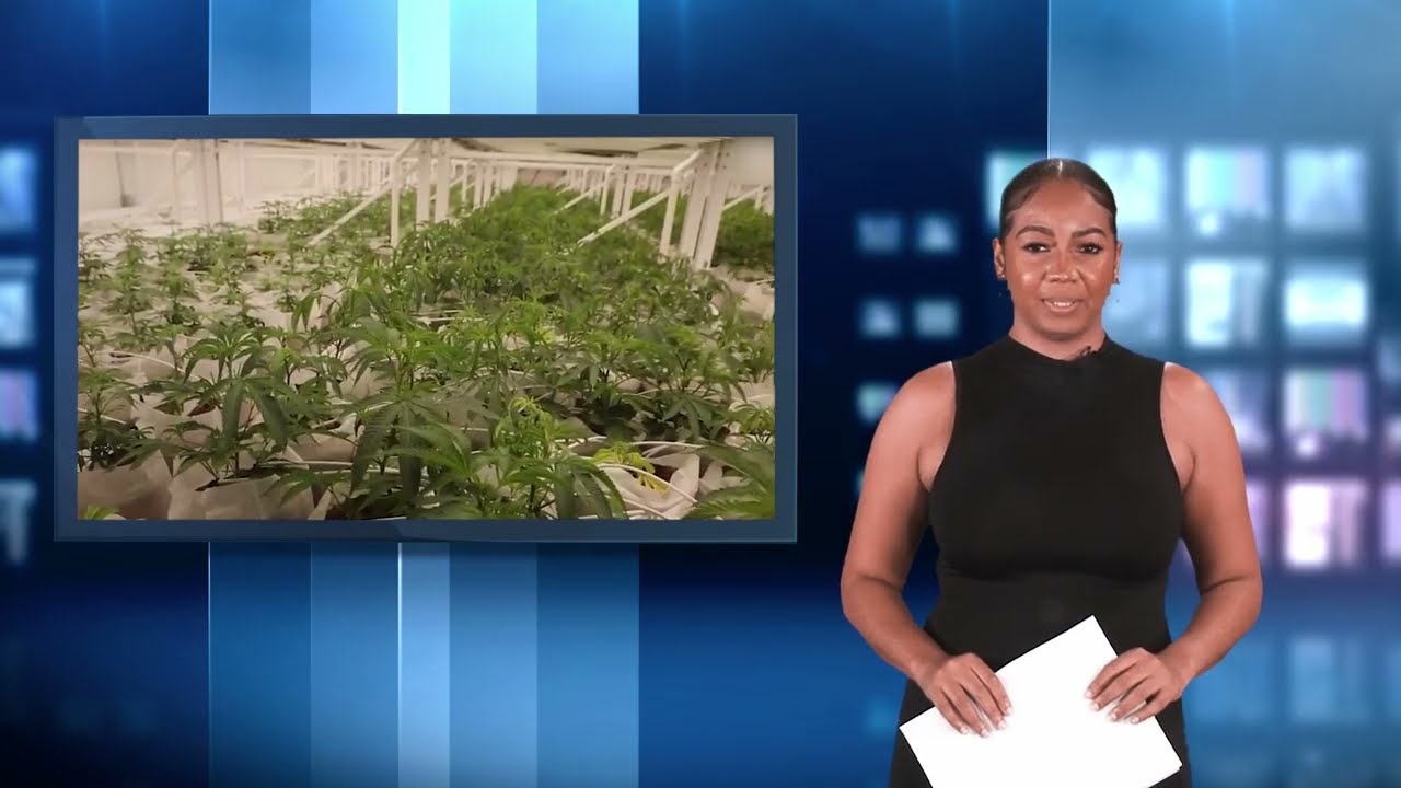 HERBAL COOPERATIVE PRESIDENT CALLS FOR GOVERNMENT INVESTMENT IN CANNABIS INFRASTRUCTURE.