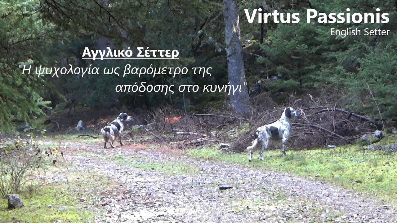 Αγγλικό Σέττερ: Η ψυχολογία ως βαρόμετρο της απόδοσης στο κυνήγι.