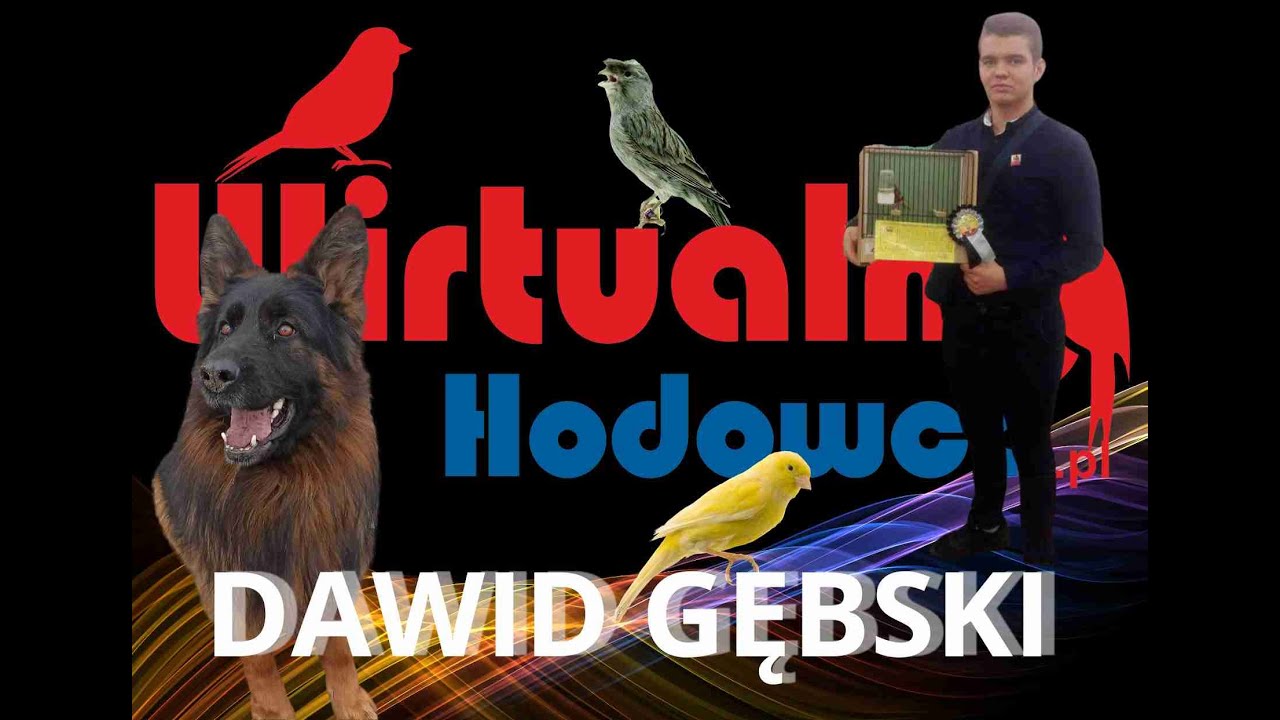 Wirtualny Hodowca odc.9.Dawid Gębski Kanarek Kształtny - Arlekin Portugalski