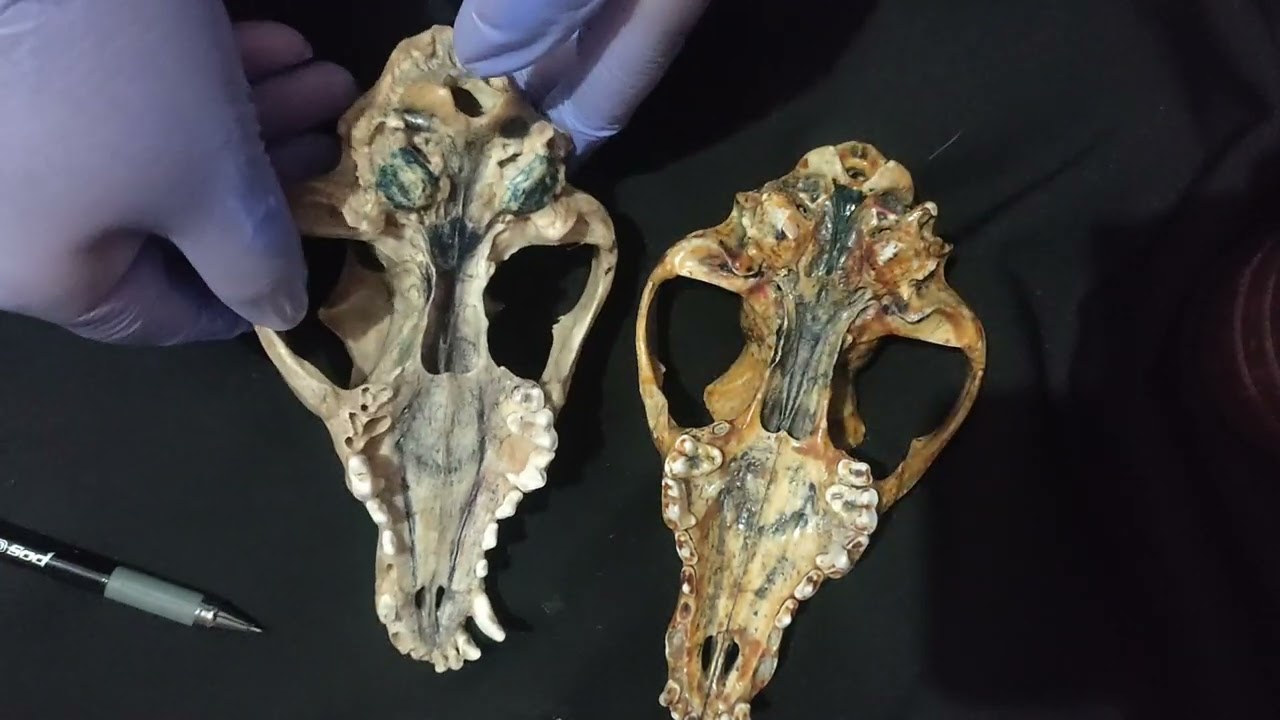 Skeletal system of Canis familiaris-Skull (Dorsal_Ventral_lateral)
