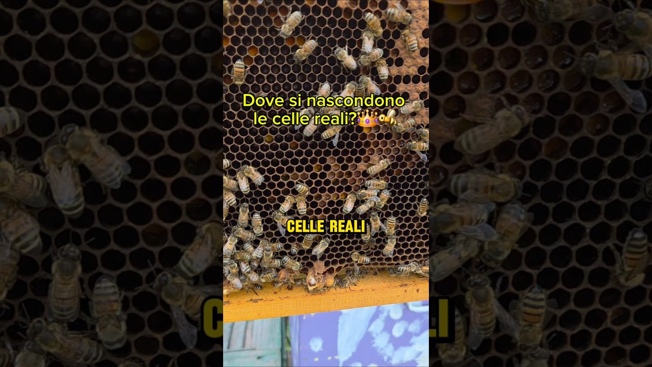 🔍 Sai dove si nascondono le celle reali? 👑🐝Ti mostro i punti pi&ugrave; comuni sul telaino dove trovarle👇