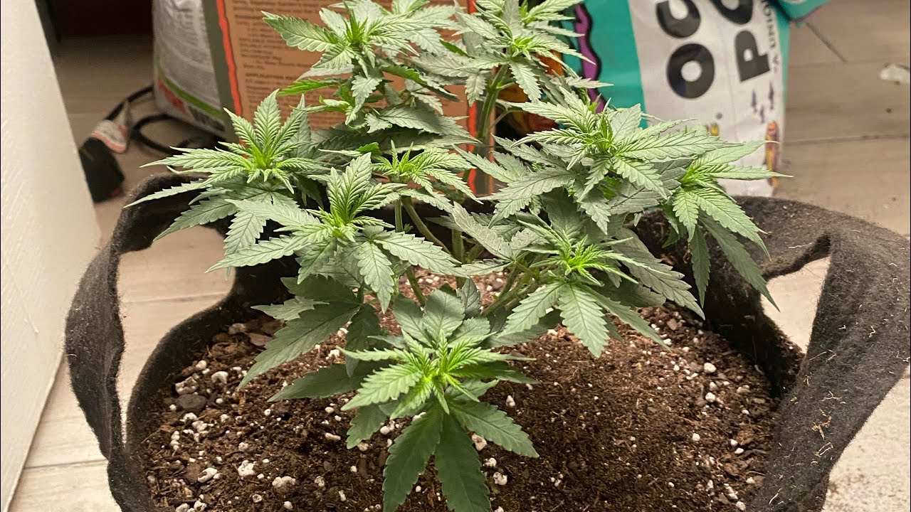 Mexican haze repotting
