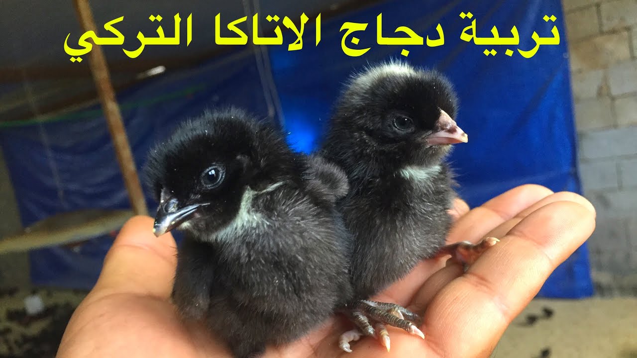 تربية دجاج الاتاكا التركي