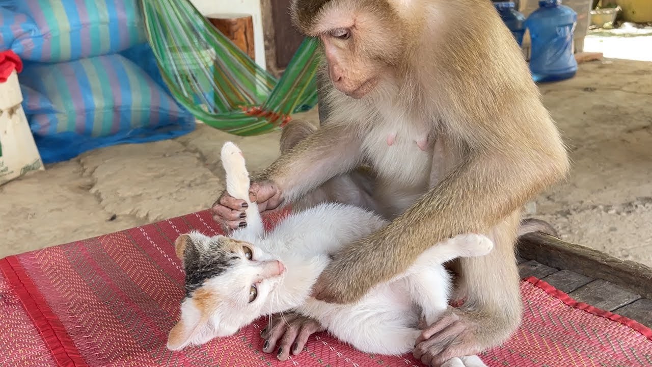 Monkey Zueii And Malika Unexpected Bond Is Absolutely Adorable