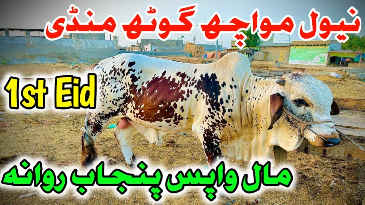 Eid Day 1st At Naval Moach Goth Maweshi Mandi latest update #navalmandi #navalcowmandi #cow #animal