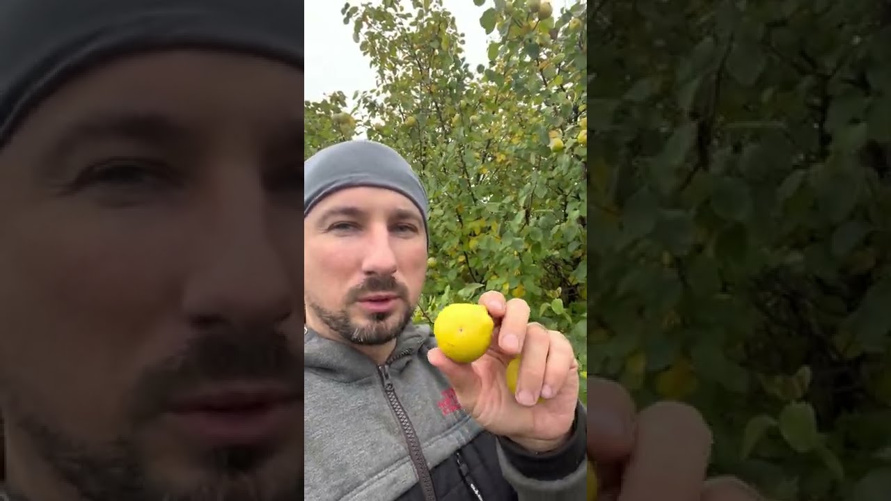 Айва Цидония