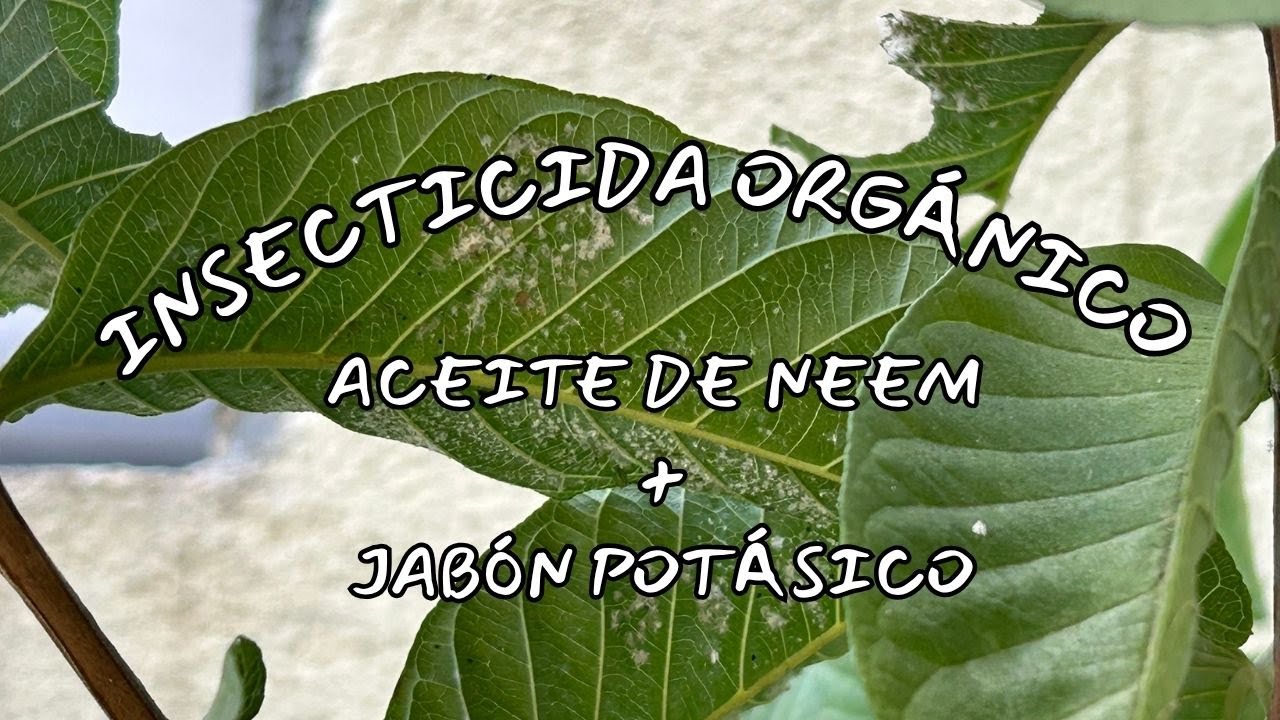 Increíble insecticida orgánico: Aceite de Neem y Jabón Potásico