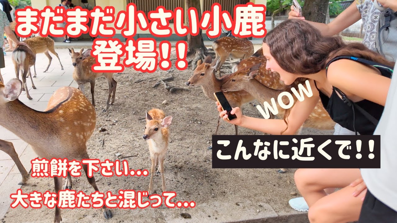【奈良】まだまだ小さい小鹿も登場！！外国人観光客も驚きの奈良公園【海外の反応】2025年9月