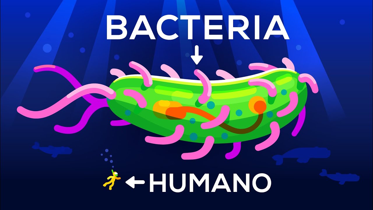 &iquest;Hasta qu&eacute; tama&ntilde;o puede llegar una bacteria? Vida y tama&ntilde;o 3