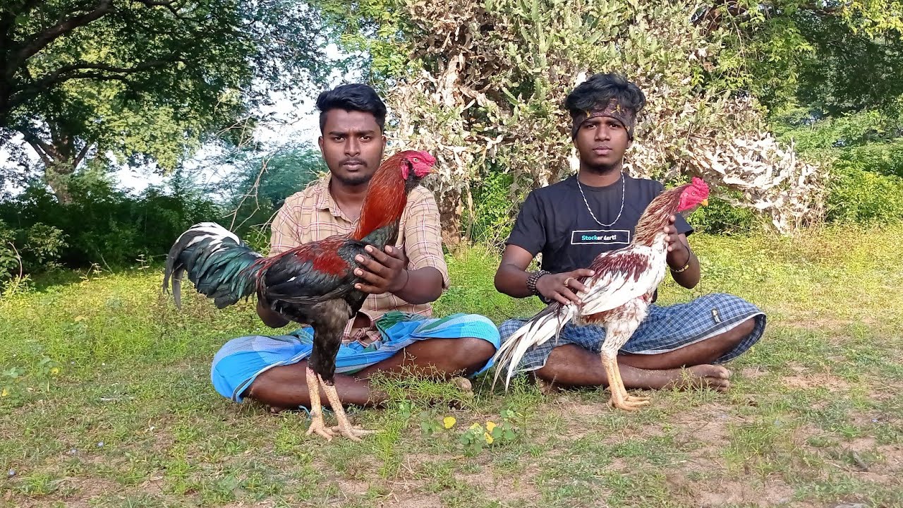 ஒர்ஜினல் சேவல் கிராஸ் சேவல் எப்படி கண்டுப்பிடிப்பது