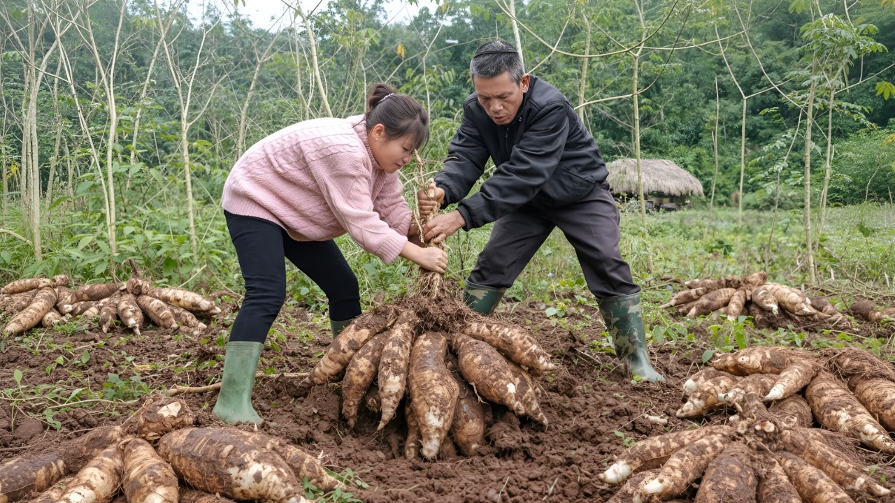 Helping Dad harvest cassava in the garden - Making boiled cassava and crispy fried cassava cakes