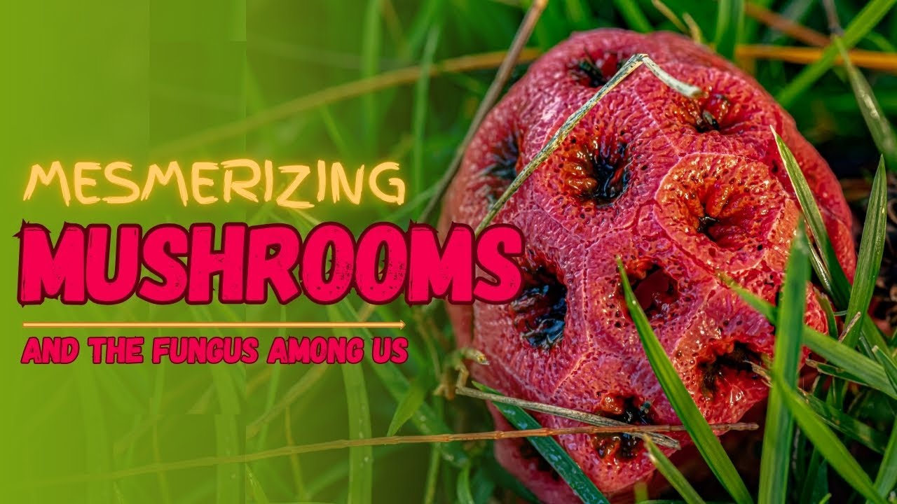 Mesmerizing Mushrooms and the Fungus Among us