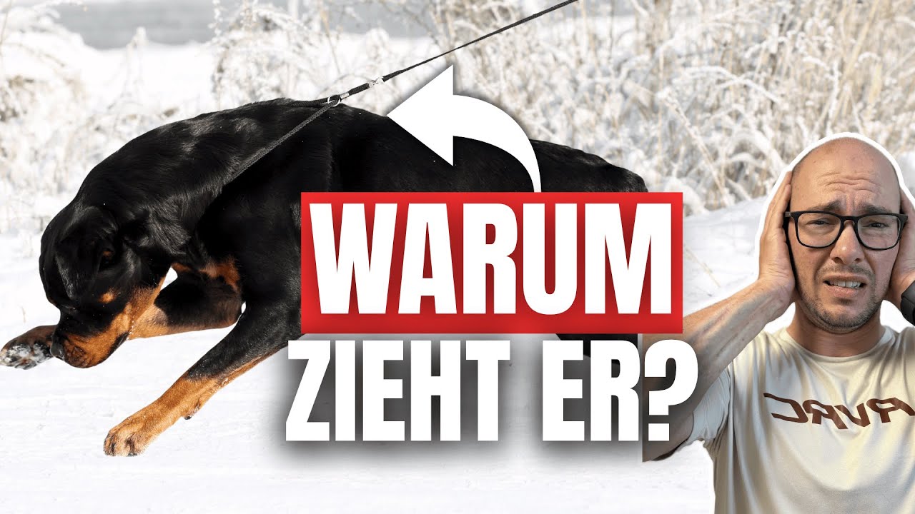Hund zieht an der Leine = Mangelnder Gehorsam?