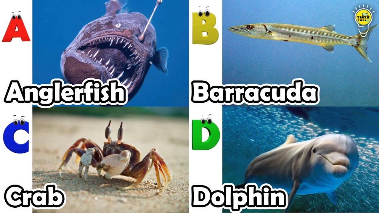 ABC Sea Animals song | Learn Alphabets | English and Animals for Kids | #anglerfish