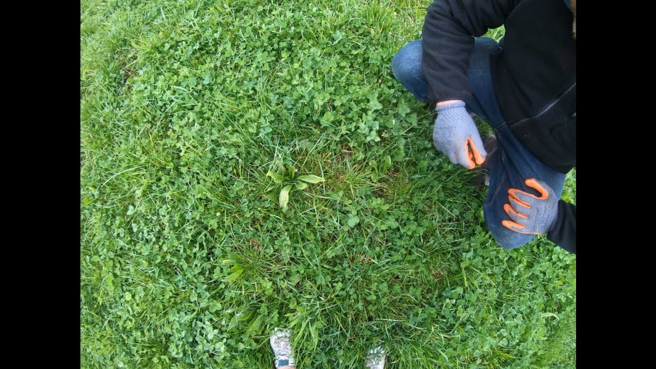 Het kruidenrijk grasland van een stukje natuur