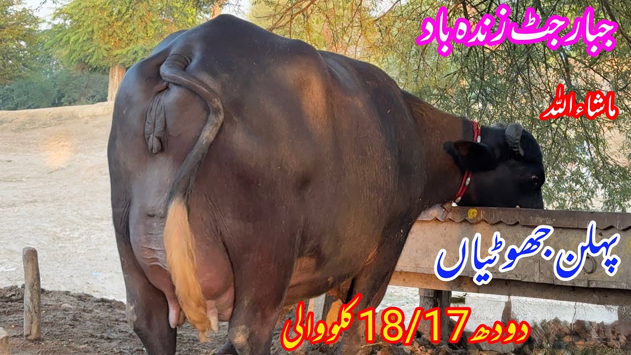 1st Timer Top Nilli Ravi Buffaloes for sale in Punjab Pakistan on YouTube 12 September 2025 
