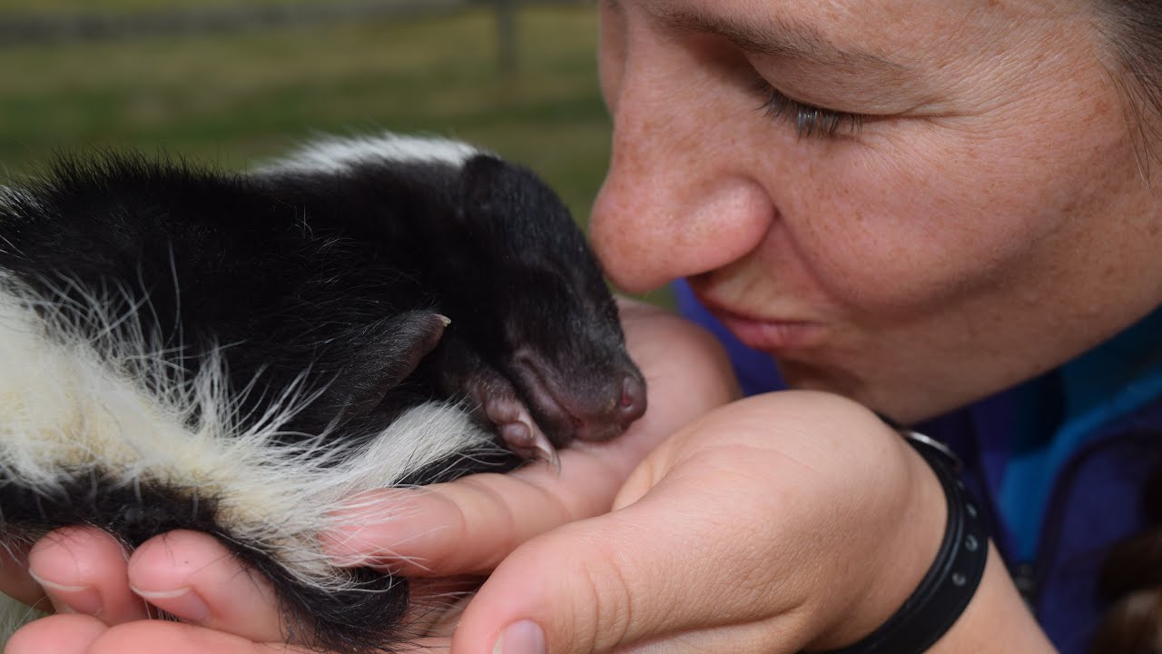 Лучшие моменты с питомцами-скунсами