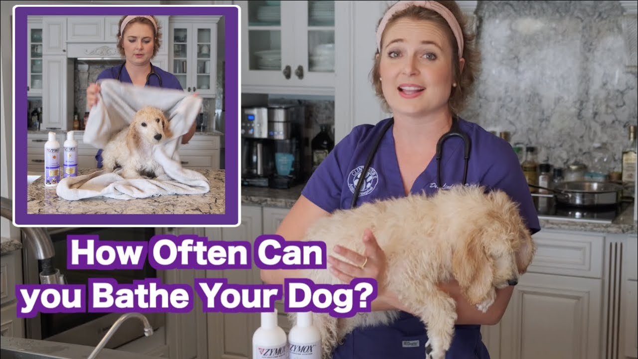 How Often Can I Wash my Dog? | Zymox Puppy Bath