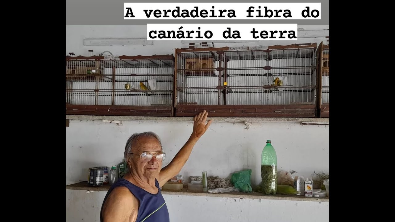 Muita Fibra em Canário da Terra...Meu primeiro Pintagol...Cardeal de Topete   Visita ao Vô e a Vó!